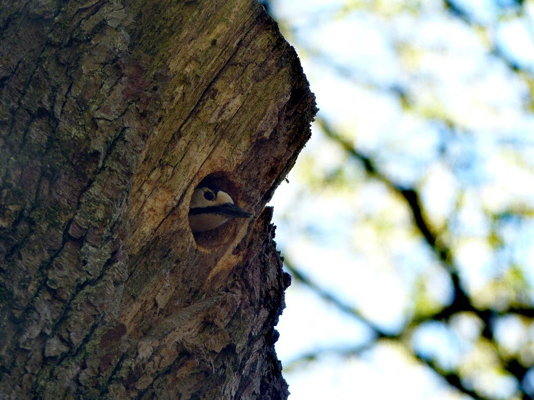 Specht im Baum