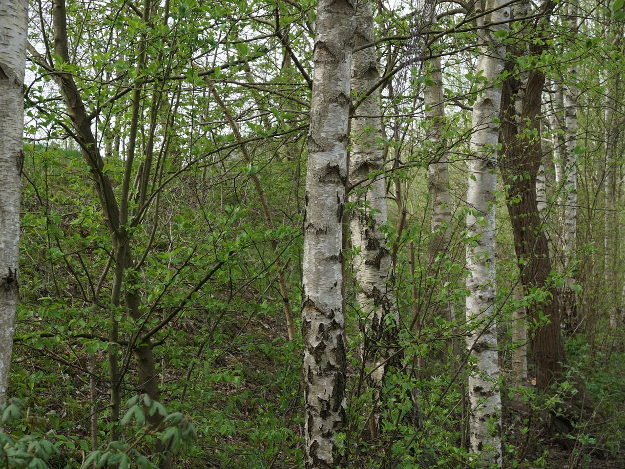 Birken Wupperwanderer