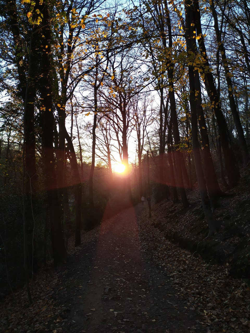 Sonnenuntergang Wald – Wupperwanderer